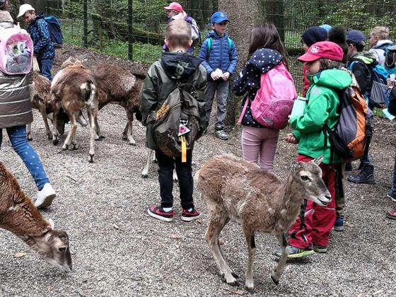 Die Ebersberger Jäger fördern mit 150 Euro den Ausflug von fünf Schulklassen aus dem Landkreis in den Wildpark Poing. Foto: Privat