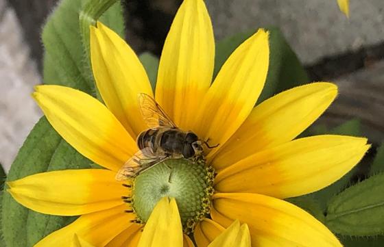 Alles rund um die Biene erfährt man am Tag der offenen Tür des Bienenzuchtvereins. Foto: hw
