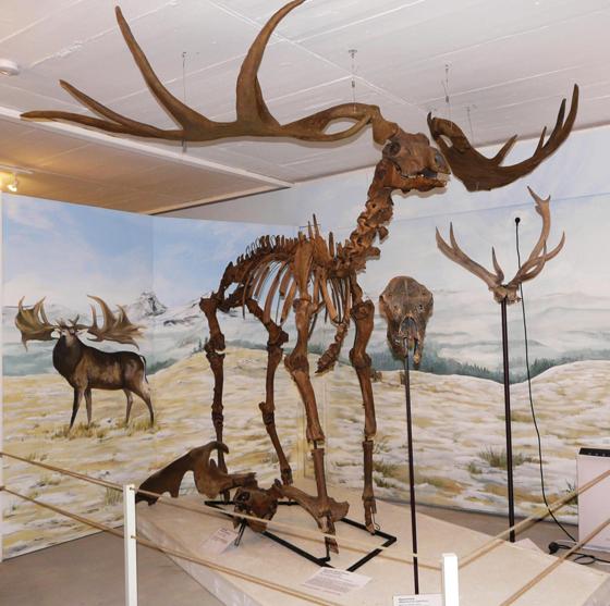 Laut C-14 Analyse ist das Skelett des Riesenhirschs mehr als 45.000 Jahre alt.  Foto: Urzeitmuseum