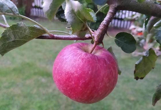 Der September ist auch Erntemonat, daher wird an diesem Tag ab 13 Uhr auch alles rund um den Apfel im Bauernhausmuseum präsentiert. Foto: std