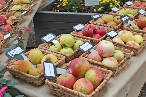Zahlreiche Apfelsorten werden bei der Erntedank-Ausstellung präsentiert. Foto: Botanischer Garten