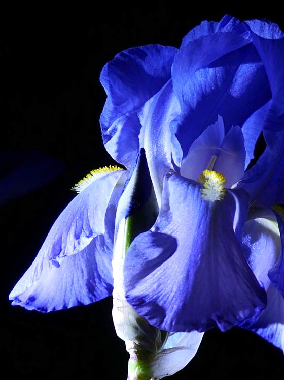 In der Galerie Lesart findet man die herausragenden Fotos von Gerhard Lindner, der besonere Blüten zur Nachtzeit fotografiert hat. Foto: Gerhard Lindner