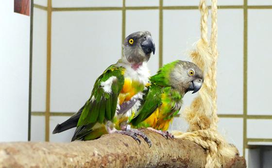 Senegalpapageien Rio (vorne im Bild) und Myra. Foto: Tierheim