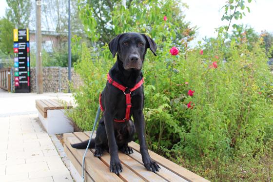 Labrador-Mischlingsrüde "Dexter". Foto: Tierheim