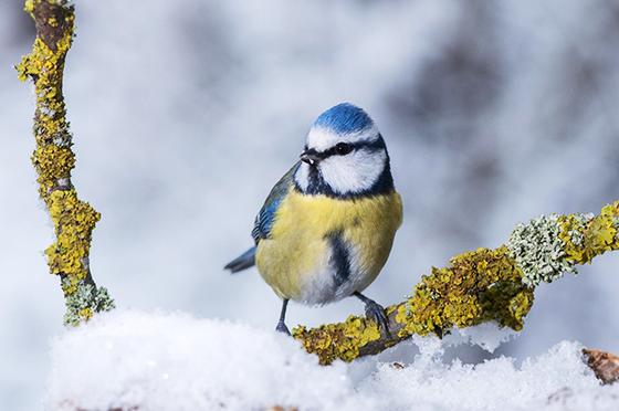 Bei der Stunde der Wintervögel wird sie sicherlich auch vorkommen, die Blaumeise. Foto: lbv/Willi Kroll