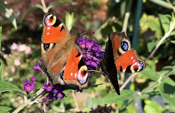 Die artenreichen Wildblumenwiesen sind besonders insektenfreundlich. Hier darf man sich bald wieder über Schmetterlinge & Co freuen. Foto: hw