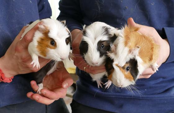 Leni, Timo & Koko – die drei jungen Meerschweinchen-Geschwister. Foto: Tierheim
