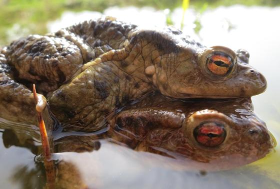 Ein besonderes Naturschauspiel beginnt wieder: Gras- und Springfrösche, Molcheund vor allem Erdkröten begeben sich wieder auf Wanderschaft zu ihren Laichgewässern um ihre Eier abzulegen. Foto: