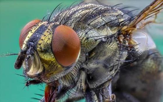 Auch Insekten kann man unter dem Mikroskop näher betrachten. Foto: Stefan Sporrer