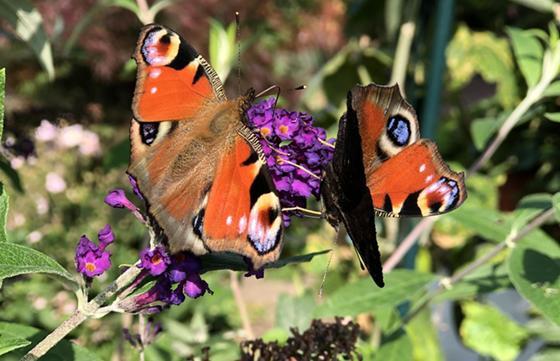 Wer seinen Garten mit insektenfreundlichen Pflanzen bestückt, darf sich auch wieder über Schmetterlinge & Co freuen. Alleine deshalb lohnt sich schon das Mitmachen beim Wettbewerb der Agenda. Foto: hw