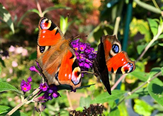 Wer seinen Garten mit insektenfreundlichen Pflanzen bestückt, darf sich auch wieder über Schmetterlinge & Co freuen. Foto: hw