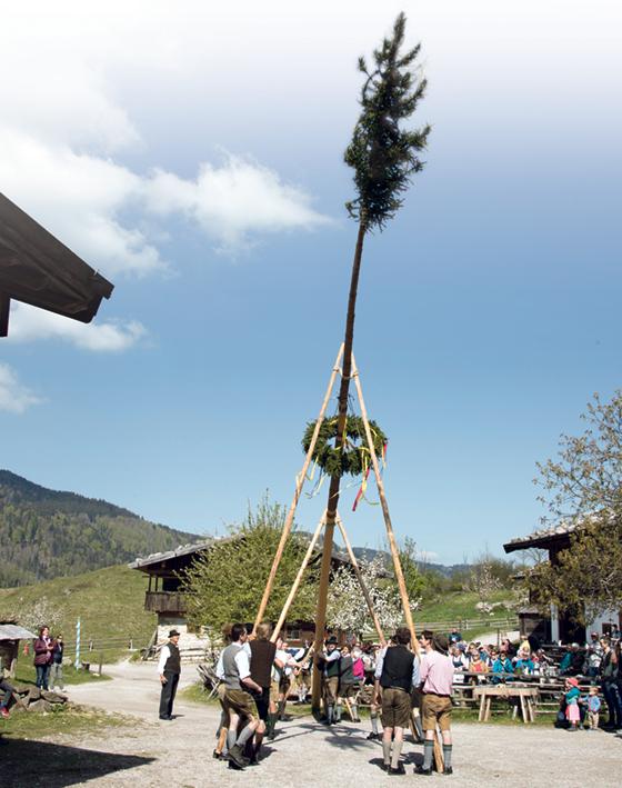 Der Maibaum wird aufgestellt. Fotos: Markus Wasmeier