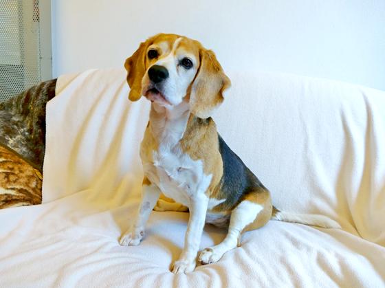 Beagle Hündin Molly. Foto: Tierheim