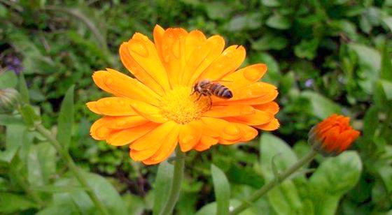 Ein vielfältiges Blühangebot bietet Nahrung für Wildbienen und Schmetterlinge. Foto: Annette Holländer