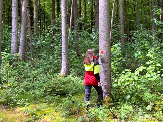 Um die Ausbreitung des Fichtenborkenkäfers zu verhindern, sind jetzt Waldbesitzer zur besonderen Wachsamkeit aufgerufen. Foto: Kata Kleiner