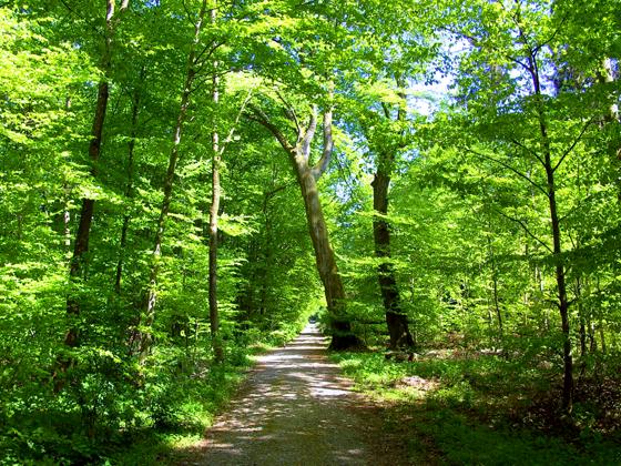 Der Ebersberger Forst ist das größte zusammenhängende Waldgebiet im süddeutschen Flachland. Foto: Schutzgemeinschaft Ebersberger Forst