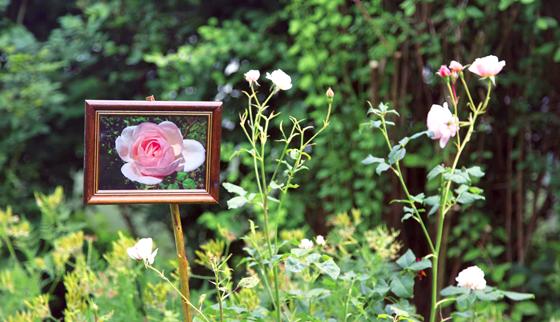 Unter anderem ist eine Gartenführung zur Rosenblüte geplant. Foto: Marc Haug/ÖBZ