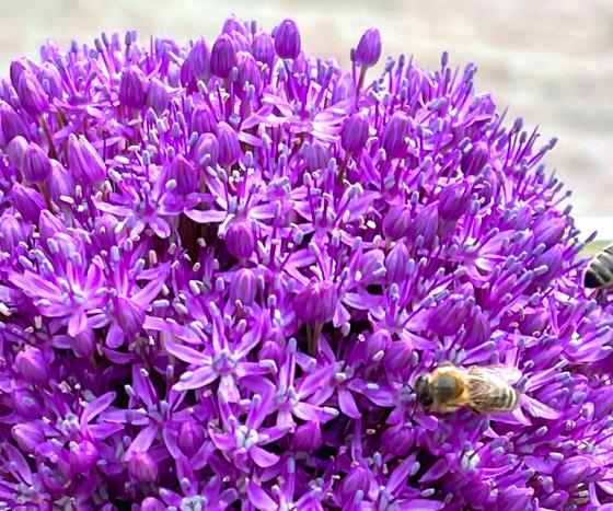 In den naturnah gestalteten Gärten fühlen sich auch Bienen und andere Insekten pudelwohl. Foto: hw