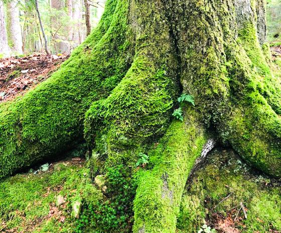 Die Kraft und Ruhe der Bäume erleben kann man beim Waldbaden. Foto: hw