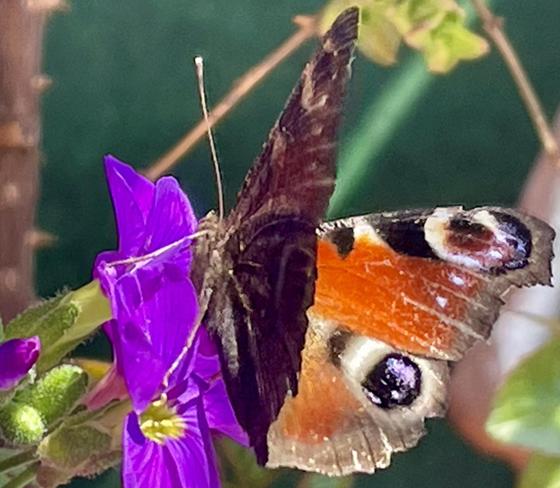 Schmetterlinge beobachteten die Teilnehmenden am diesjährigen Insektensommer kaum. Foto: bb
