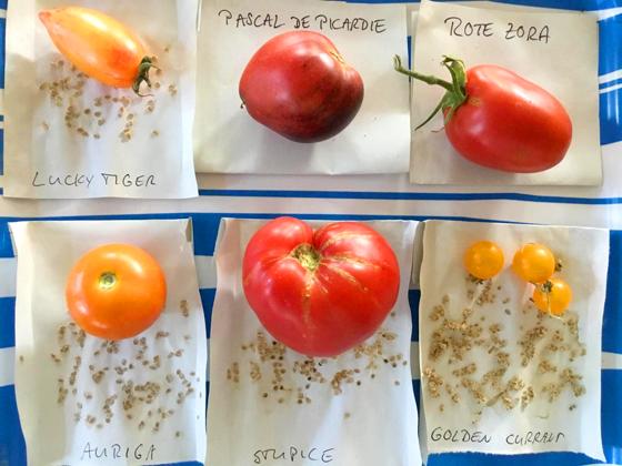Tomaten-Fans finden bereits Saatgut verschiedenster Sorten vor. Nach der Ernte wird es nun sicher noch um einige weitere ergänzt werden. Foto: Regina Liebl-Mayer