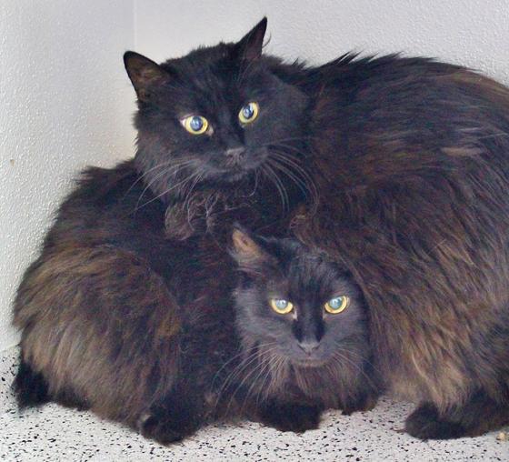Die beiden Europäisch Langhaar Katzen Lisa & Mona. Foto: Tierheim