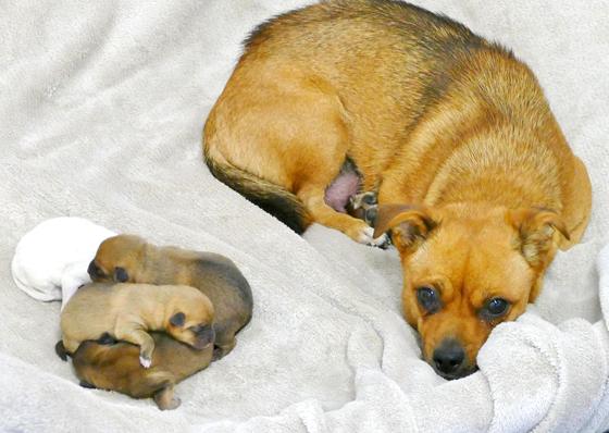 Molly und ihre entzückenden fünf Hundebabies sind wohlauf und werden die nächste Zeit erst einmal in der Quarantänestation hochgepäppelt.  Foto: Tierschutzverein
