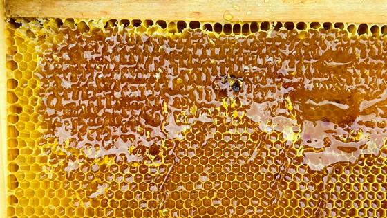Die Bienenfreunde Erding laden alle Hobbyimker und sonstige Interessierten zum Workshop ein. Foto: hw