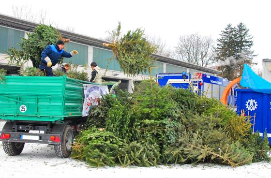 Gegen eine kleine Spende für den guten Zweck sammeln am 13. Januar die Perlacher Burschen die ausrangierten Christbäume ein.  Foto: BV Perlach
