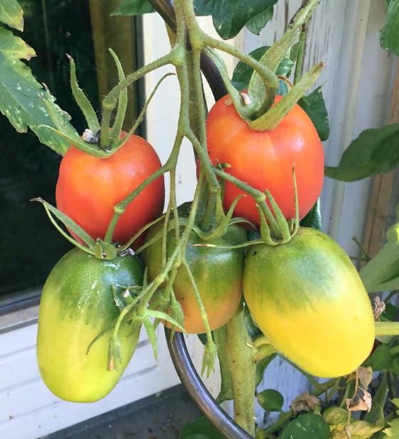 Auch die "Rote Zora", eine längliche Tomatensorte, ist in der Saatgutbibliothek der Gemeindebücherei erhältlich.  Foto: VA