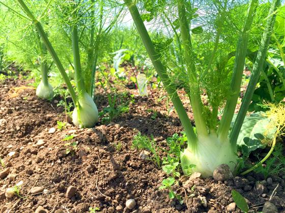Mit selbstgezüchtetem Gemüse und Salat kann man sich versorgen, wenn man ein Stückchen Land im Krautgarten pachtet. Am Montag findet eine Infoveranstaltung statt. Foto: hw