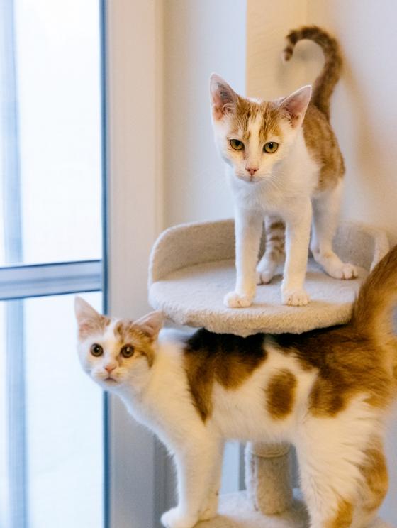 Die Handicap-Katzenkinder Robert und Crispy. Foto: Tierheim