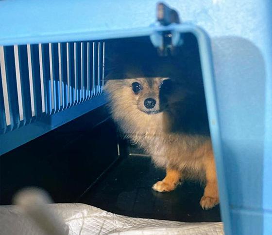 Im Fahrzeug befanden sich insgesamt sieben Hundewelpen in Transportboxen. Foto: Polizeipräsidium München