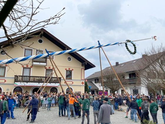 Zahlreiche Besucher verfolgten vor zwei Jahren gespannt das Aufstellen des Oberhachinger Maibaums. Jetzt hoffen die Deisenhofener Burschen auf ebenso viele Besucher. Foto: hw
