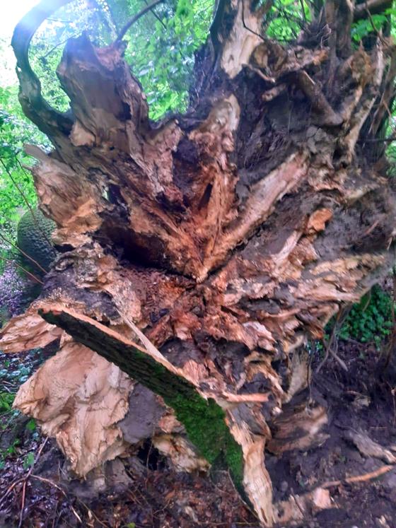Wenn Eschen durch das Absterben der Baumkrone geschwächt sind, breiten sich im Wurzelbereich (Bild) Pilzkrankheiten aus. Solche Bäume sind nicht mehr standfest und müssen gefällt werden  wie hier in den Isarauen.  Foto: Baureferat