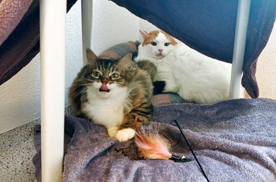 Die beiden bezaubernden Europäisch Langhaar Katzen Zorus & Donna. Foto: Tierheim
