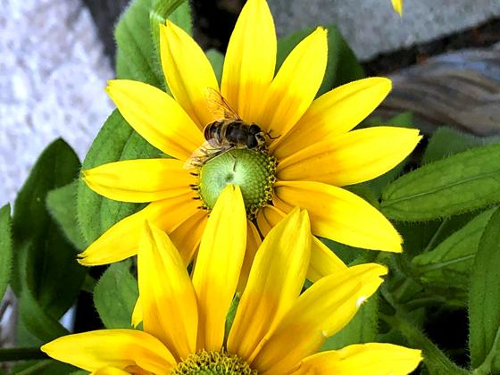 Mehr Angebot für Biene & Co dank einer Blumentauschbörse der Agendagruppe Natur. Foto: hw