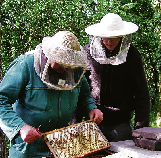 Bald schwärmen sie wieder: In Schwabing gibt es Bienenstöcke im Englischen Garten zwischen Aumeister und Emmeramsmühle. Foto: Verein