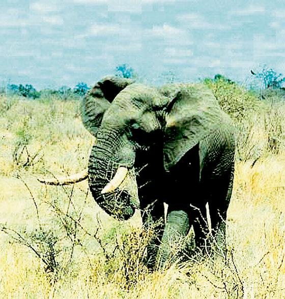 Das kleine Elefantenkind begibt sich auf eine lange Reise. Foto: Pepper