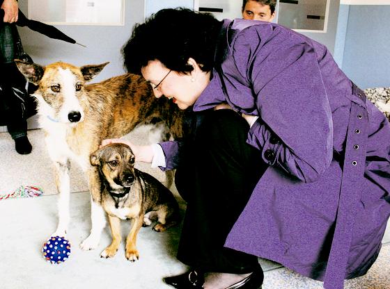 Mehr Raum zum Toben und Schmusen: Bürgermeisterin Christine Strobl eröffnete im Tierheim München ein neues Hundehaus, in dem die Tiere in Gruppen zusammenleben  echte Hunde WGs eben.	 Foto: ak