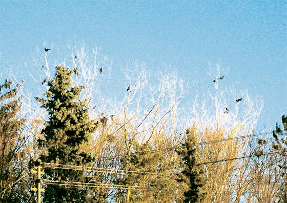 Die Krähenpopulation nimmt in Ottobrunn immer mehr zu. Foto: Privat