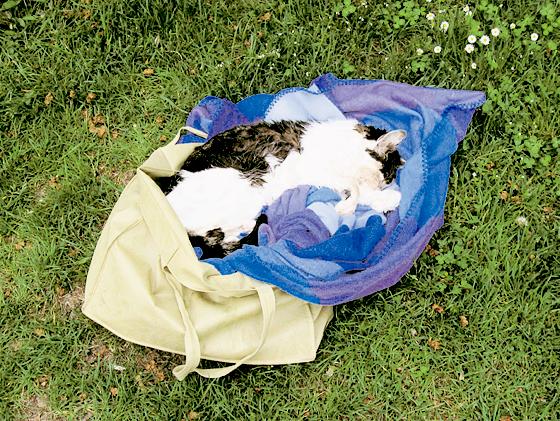 In einer Tüte neben einer Bank fand eine Spaziergängerin eine tote Katze. Foto: aktion tier