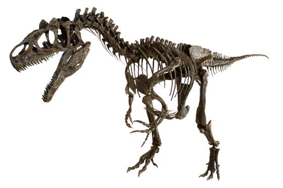 Die Sonderschau Fossilienpark zeigt lebensgroße Dinosaurierskelette  hier der 150 Millionen Jahre Raubsaurier Allosaurus fragilis. Foto: Sauriermuseum Aathal/Mineralientage München