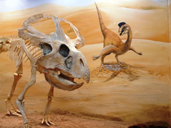 Originale Dinosaurierfossilien erwarten die Besucher im Urzeitmuseum. Foto: Kapustin