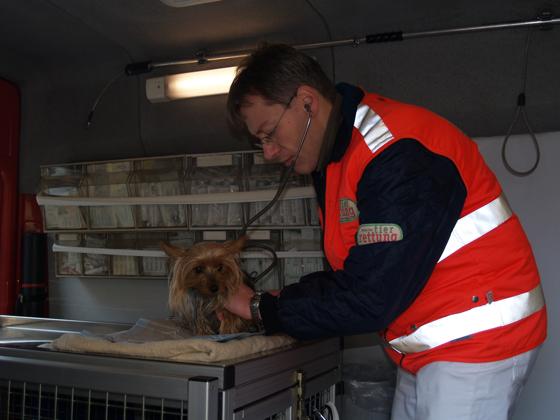 Retter in der Not: Tierarzt Dr. Gábor Horváth kümmert sich um den verletzten Yorkshire Terrier Cindy. Foto: sm
