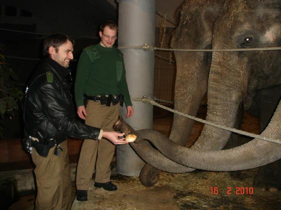 Elefantenfütterung: Die Polizei rückte mit 2.000 Semmeln im Tierpark Hellabrunn an. Foto: Polizei