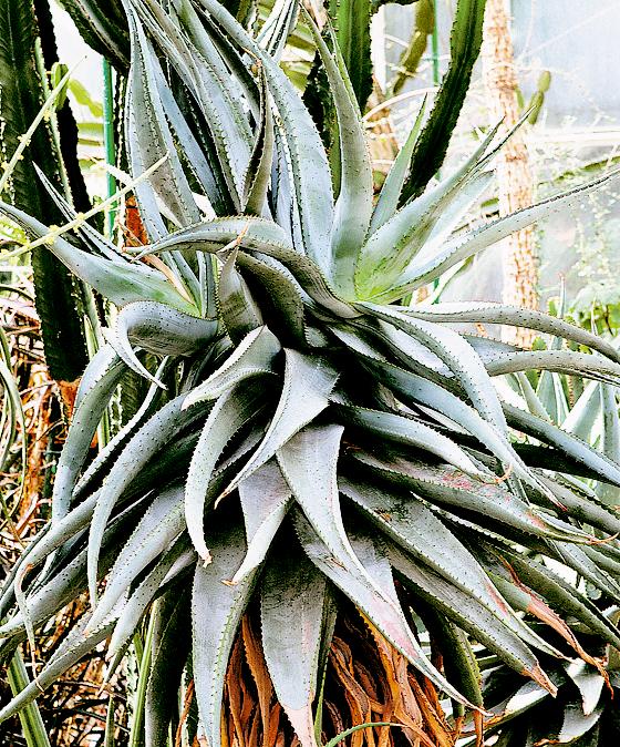 In den Blättern der Aloe ferox finden sich ähnliche Inhaltsstoffe wie bei Aloe vera. 	Foto: E. Bayer