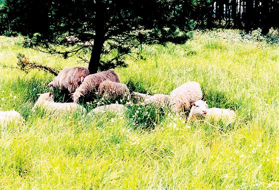 Niedlich und auch nützlich: Schafe spielen eine wichtige Rolle in der Landschaftspflege.	Foto: VA
